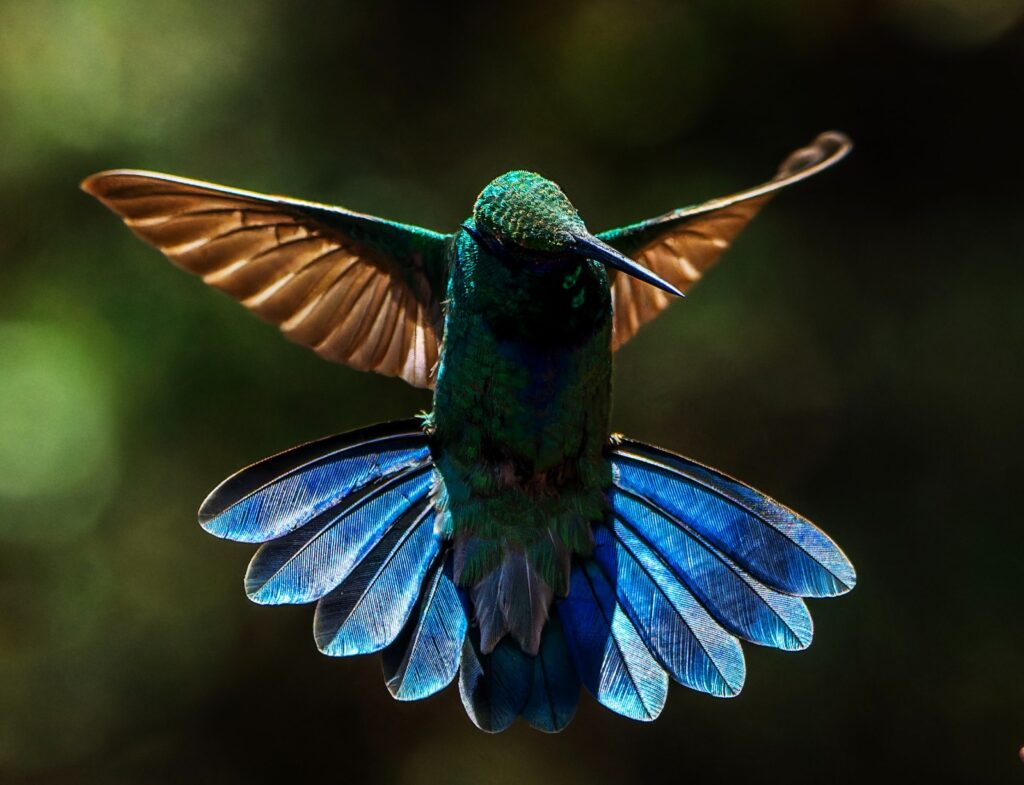 El Santuario de Colibríes en Cusco, Perú, es un auténtico tesoro natural y un destino soñado para los amantes de las aves y la naturaleza. Ubicado en la región andina, este refugio alberga una asombrosa diversidad de colibríes, con muchas especies que deslumbran con sus colores vibrantes y acrobacias aéreas. Este espacio no solo promueve la conservación de estas fascinantes aves, sino que también educa a los visitantes sobre la importancia de la biodiversidad en América del Sur. Visitar este santuario es una experiencia inolvidable, que conecta a las personas con la naturaleza y despierta un amor profundo por la fauna local.