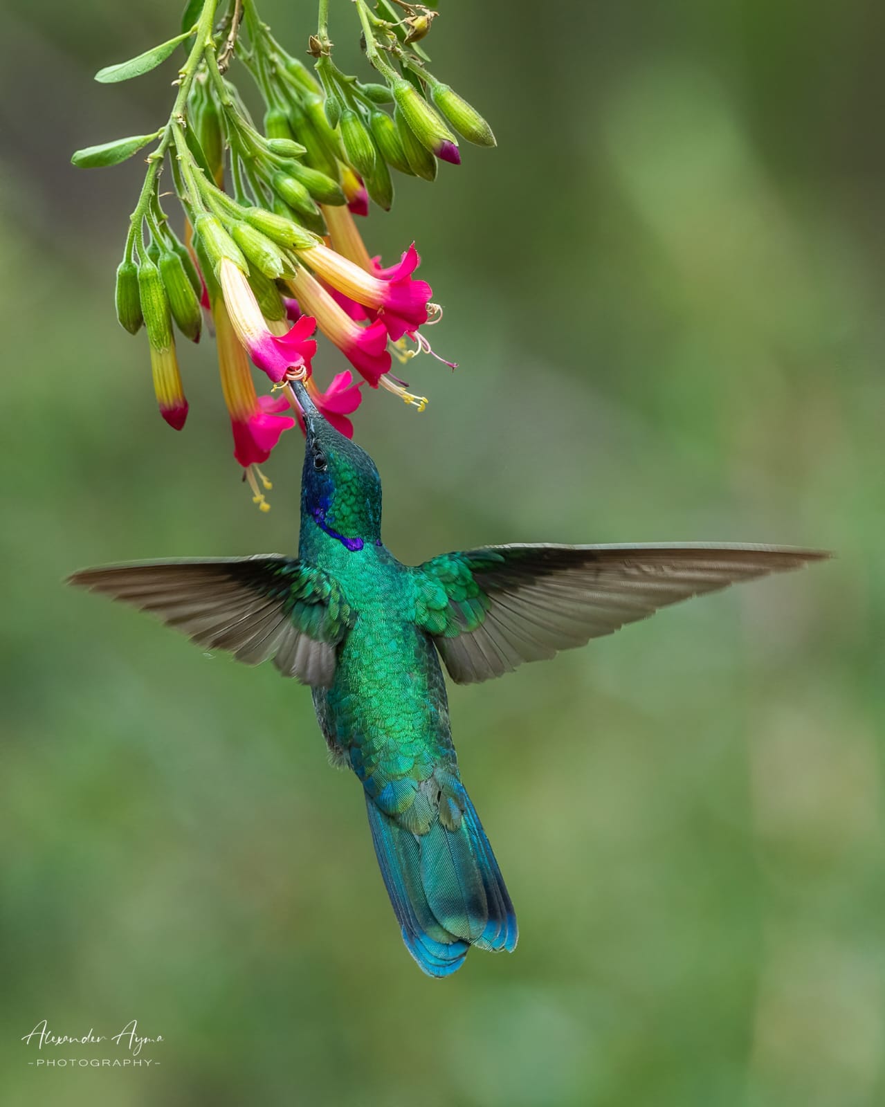 Observatorio de colibríes en el Bosque Andino de Cusco. Este lugar ofrece una experiencia única para los amantes del avistamiento de aves, donde se pueden observar diversas especies endémicas y migratorias en su hábitat natural. Ideal para fotógrafos y ecoturistas que desean conectar con la naturaleza.