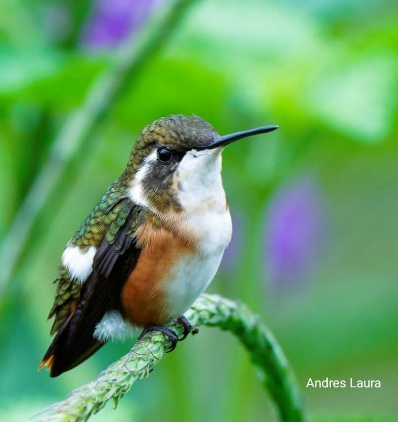 Descubre la increíble diversidad de picaflores y colibríes en el Observatorio de Cusco, un paraíso para los amantes de la naturaleza y el birdwatching. Experimenta la magia de observar estas aves fascinantes en su hábitat natural mientras disfrutas de la belleza del entorno andino. Captura un momento mágico en el Observatorio de Cusco, donde los picaflores y colibríes se alimentan de las coloridas flores andinas. Esta imagen refleja la rica biodiversidad de la región y la experiencia excepcional de observar estas aves extraordinarias en su entorno natural.